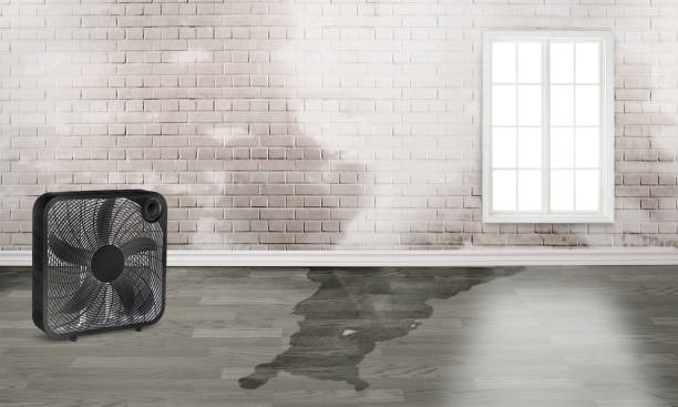 Best Ceiling water damage repair  in Minorca, LA