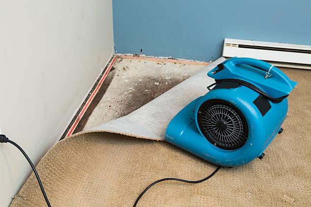 Best Local water damage restoration  in Minorca, LA